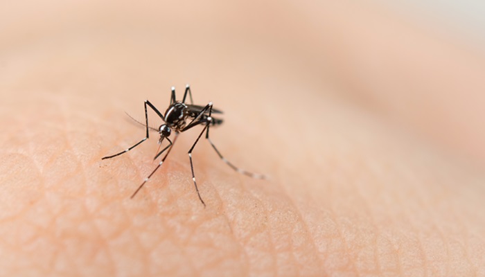 perbedaan malaria dan demam berdarah