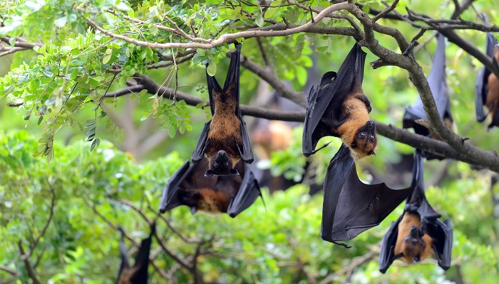 Virus Nipah: Penyebab, Gejala, hingga Pencegahannya