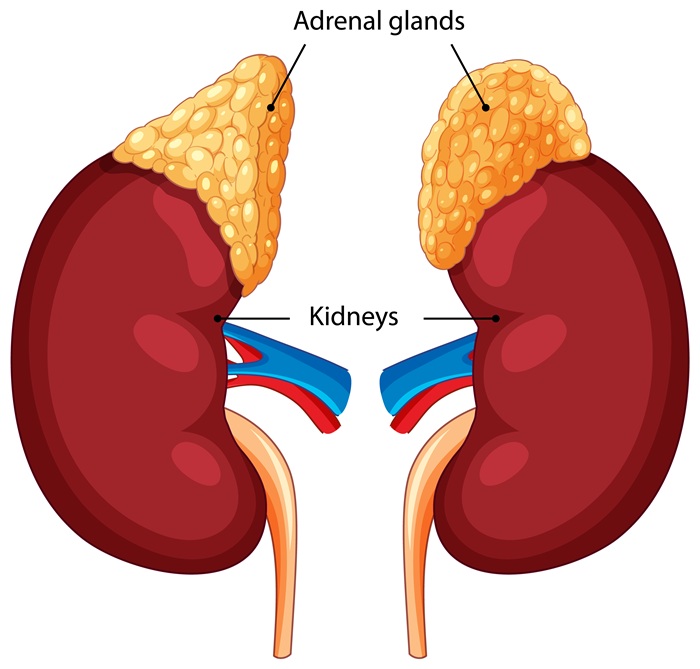 Anatomi ginjal dan kelenjar adrenal
